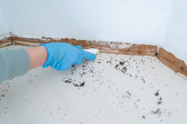 Best Pest Removal Services  in Markham, IL